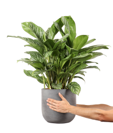 Aglaonema stripes (Chinese Evergreen)