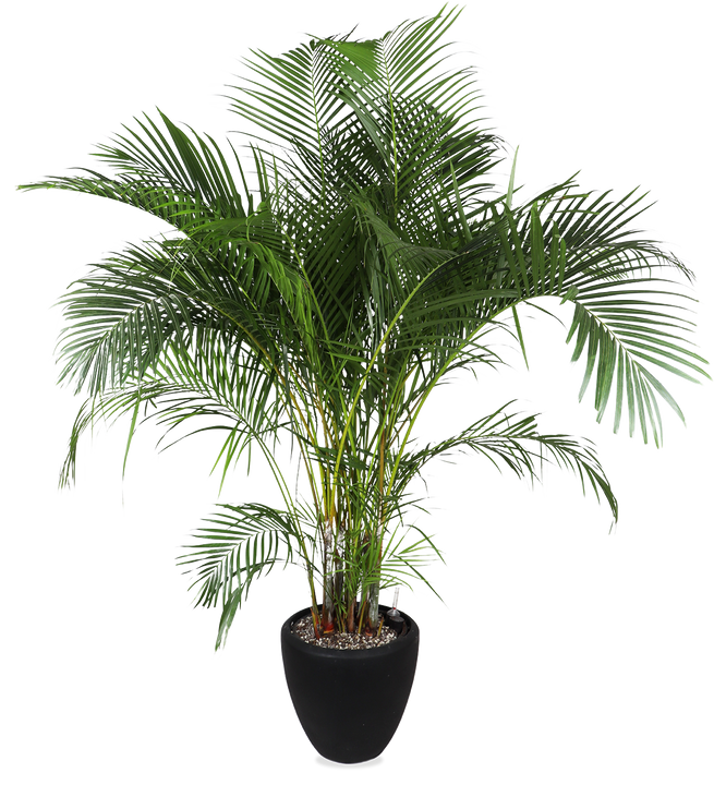 Areca opgemaakt in Baq pot