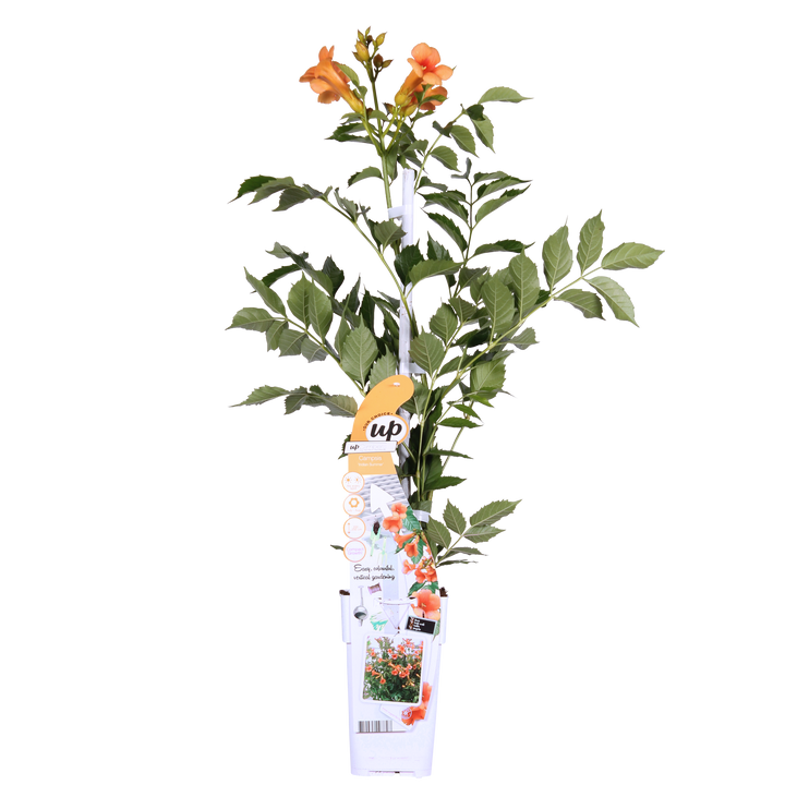 Trompetbloem (M) (Campsis tagl. Indian Summer)