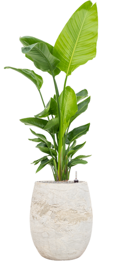 Strelitzia opgemaakt in Baq Algar pot