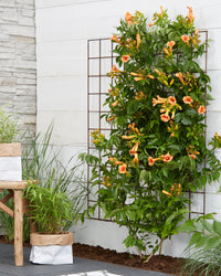 inspiratie-2