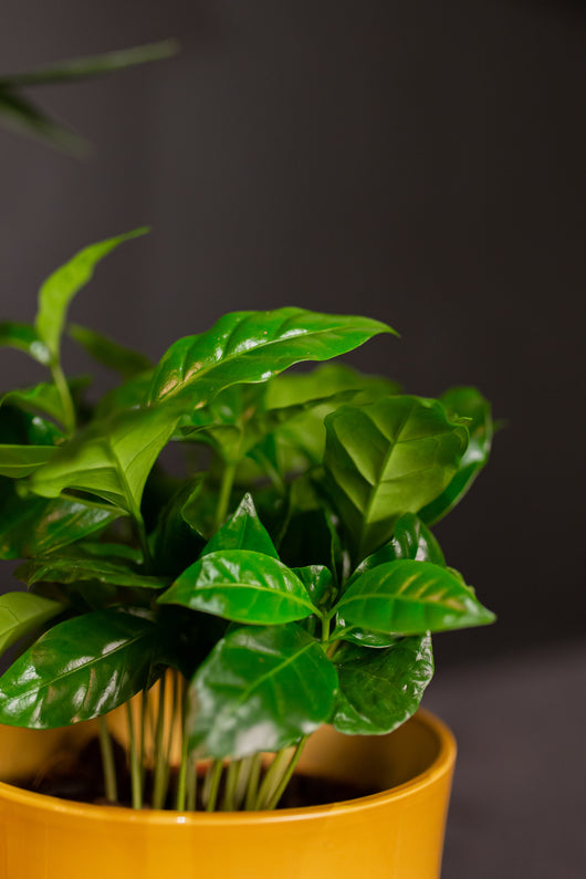 Coffea Arabica verzorging plantsome