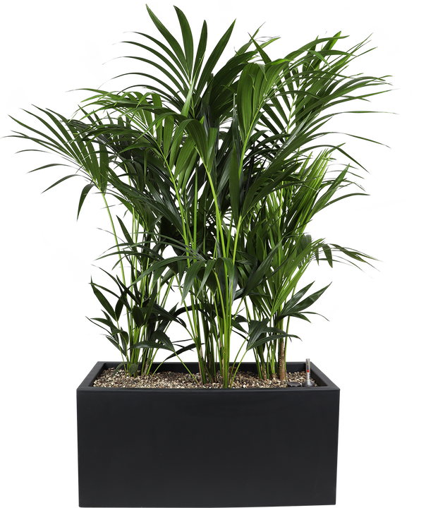 Kentia opgemaakt in Elho plantenbak