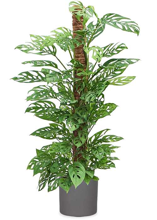 Monstera adansonii (Monkey leaf) (M)