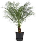 Bomen