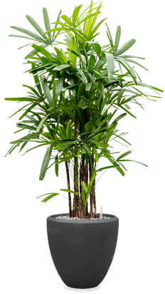 Rhapis opgemaakt in Baq pot