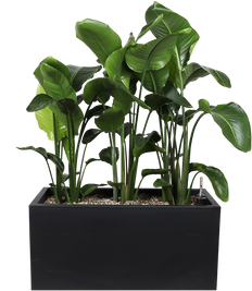 Strelitzia opgemaakt in Elho plantenbak