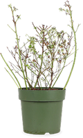 Borderplanten