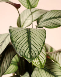 inspiratie-3