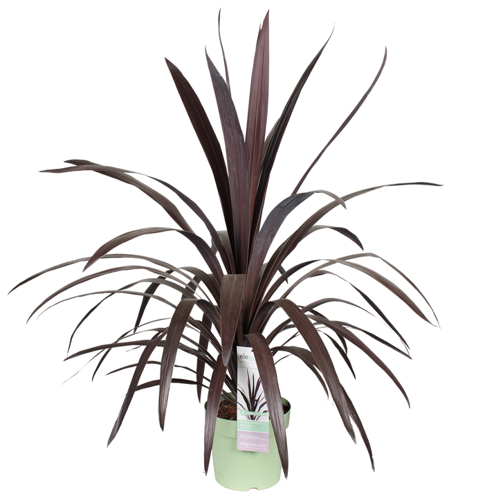 Koolpalm (M) (Cordyline ob. Superstar)