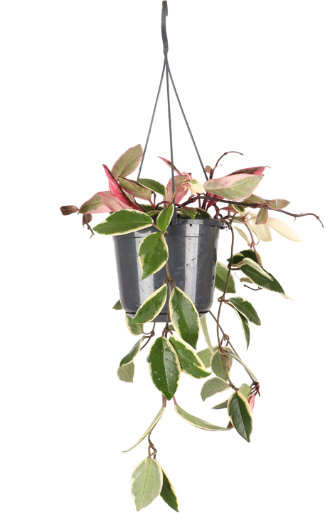 Hoya Carnosa Flamingo Dream (Wasbloem)