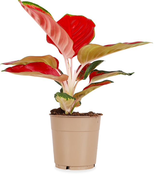 Aglaonema red star (S)