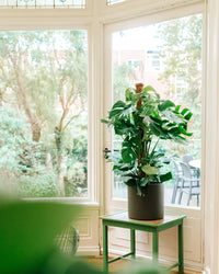 inspiratie-4