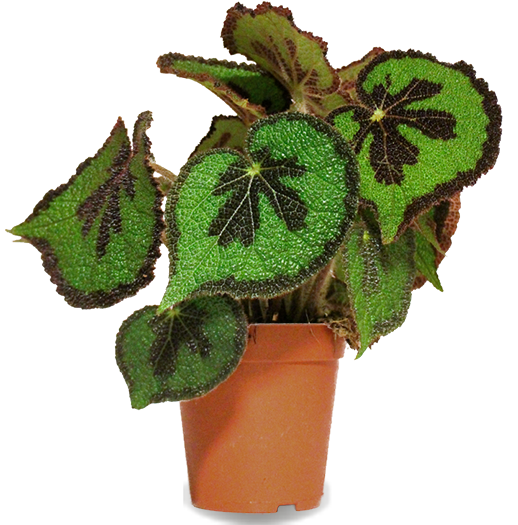 Begonia masoniana (IJzeren kruisbegonia) (S)