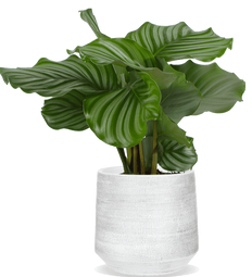 Calathea orbifolia (Pauwenplant) (S)