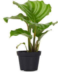 Calathea orbifolia (Pauwenplant) (XS)
