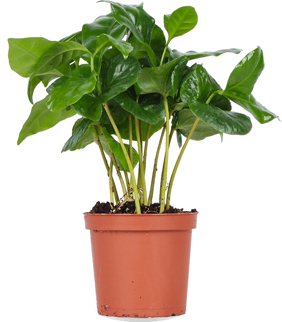 Coffea arabica (Koffieplant) (XS)