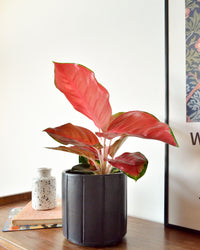 inspiratie-4