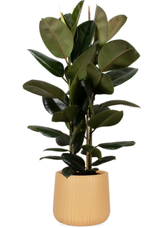 Ficus elastica (Rubberplant) (L)