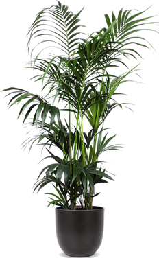 Howea forsteriana (Kentiapalm) (XL)