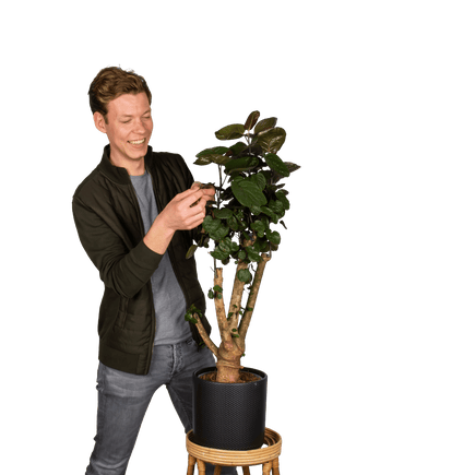 Plantenliefhebber