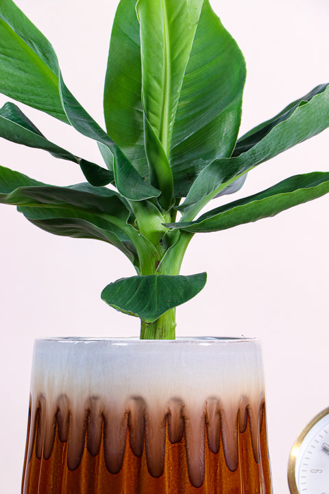 inspiratie