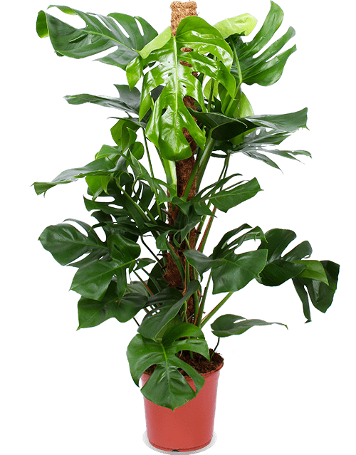 Monstera pertusum (Gatenplant) (L)