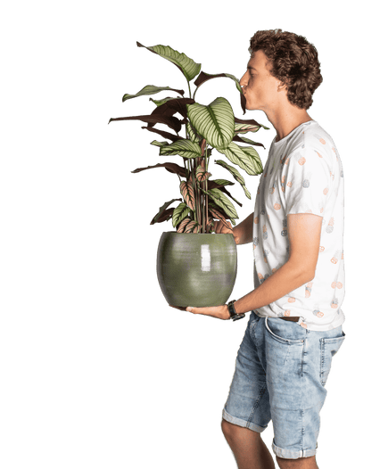 Plantenliefhebber