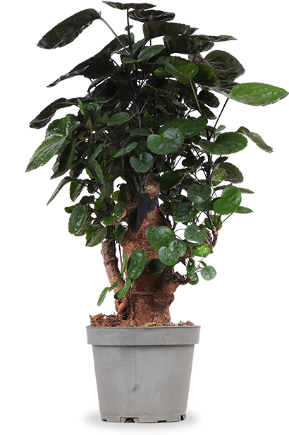 Polyscias fabian bonsai (S)