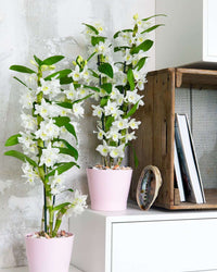 inspiratie-3