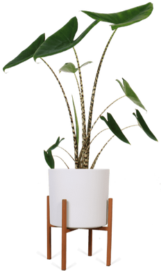 ascot-24-roest-era-23-wit