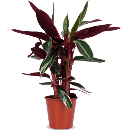 Calathea triostar (Pauwenplant) (M)