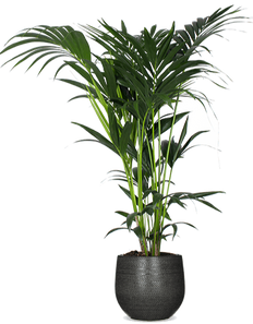 Howea forsteriana (Kentiapalm) (L)