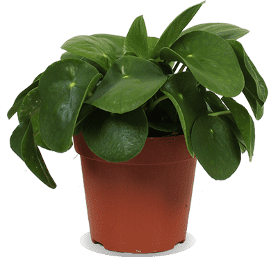 Pilea peperomioides (Pannenkoekplant) (S) (25cm)