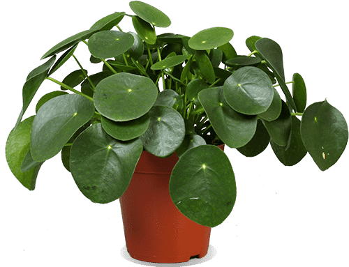Pilea peperomioides (Pannenkoekplant) (S) (30cm)