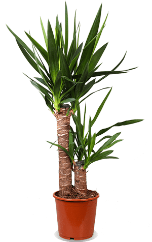 Yucca (Palmlelie) (M)