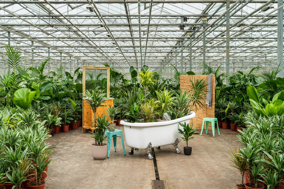 soorten kamerplanten