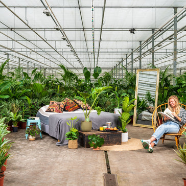 Dit zijn de 5 meest populaire kamerplanten van dit moment!