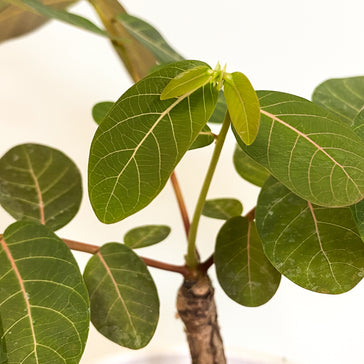 Hoe verzorg je caudexplanten?