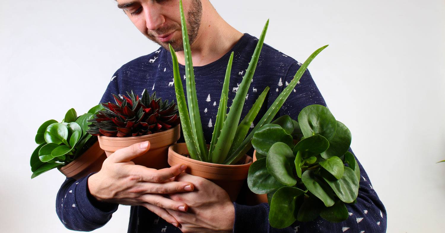 Kamerplanten verhuizen | Plantsome 
