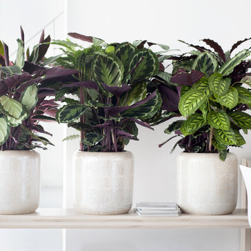 De wonderlijke wereld van de Calathea