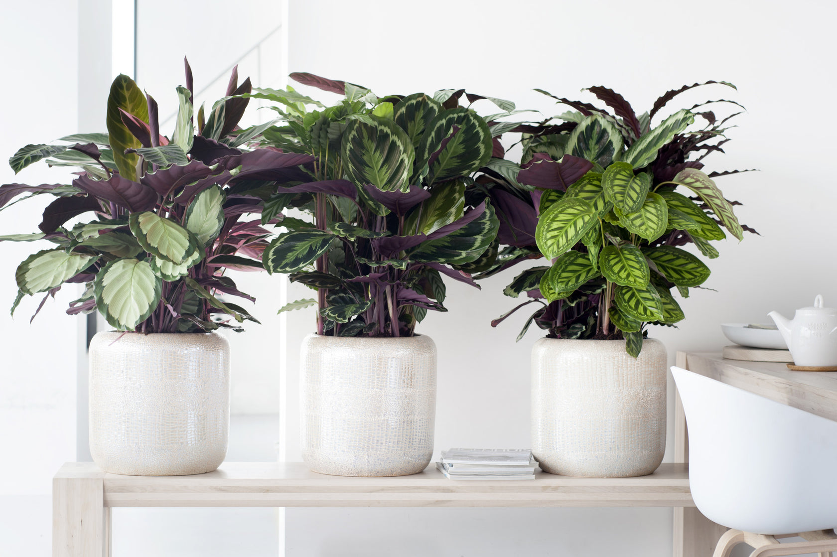Calathea's kamerplanten | Plantsome 