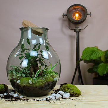 Zo bouw jij een terrarium