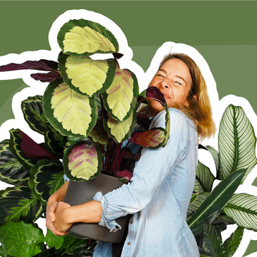 Hoe verzorg je jouw Calathea?