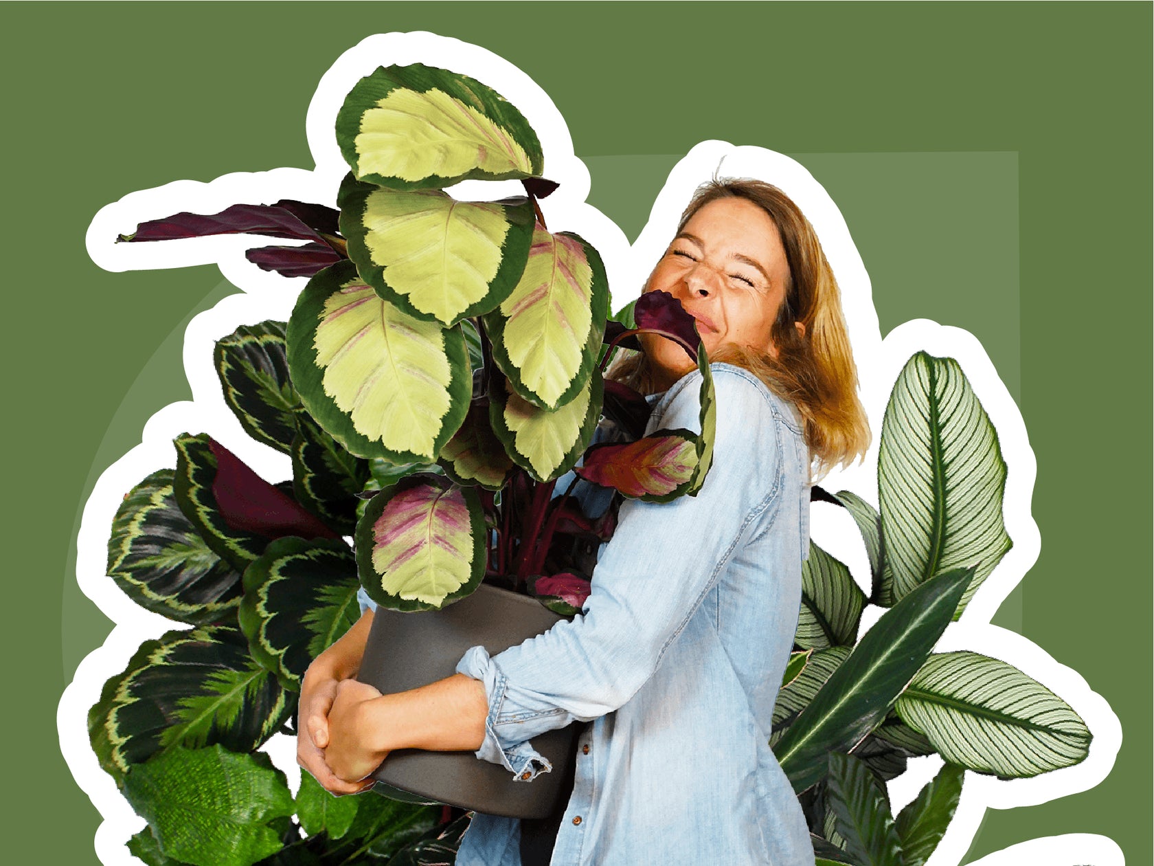 Hoe verzorg je jouw Calathea?