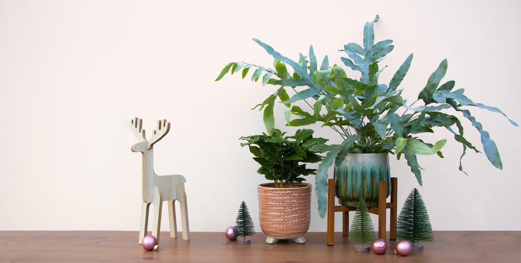 De plantsome gift guide