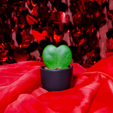 Valentijnsactie: €5 cadeau!