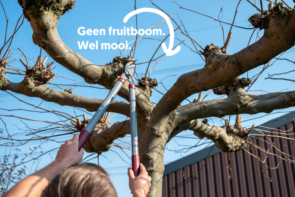 Hoe fruitplanten en fruitbomen snoeien