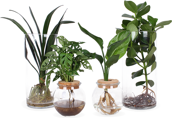 De verzorging van planten op water.