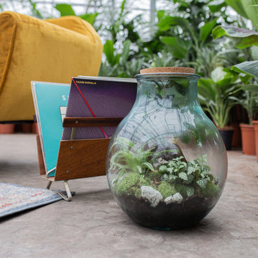 Een planten terrarium maken? Doe het lekker zelf!